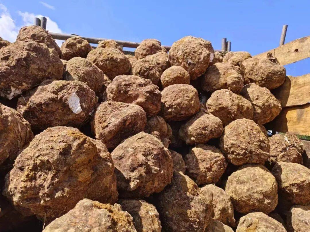 一颗颗"穿着"黄土"外衣"的"土疙瘩"破土而出,堆成了一座座"小山丘".