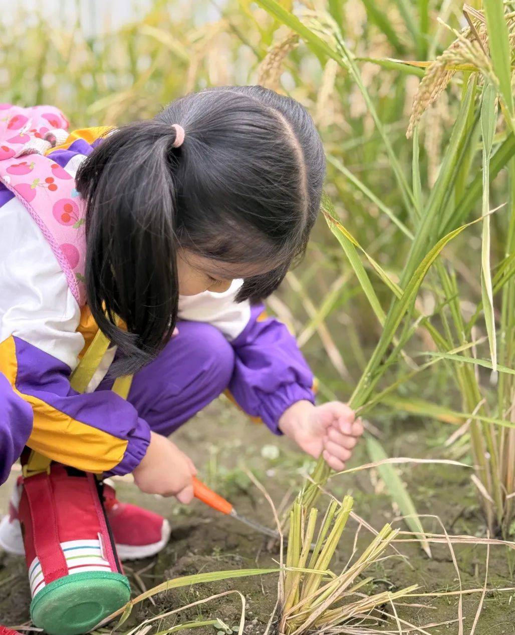 农民伯伯与他的女儿收稻谷