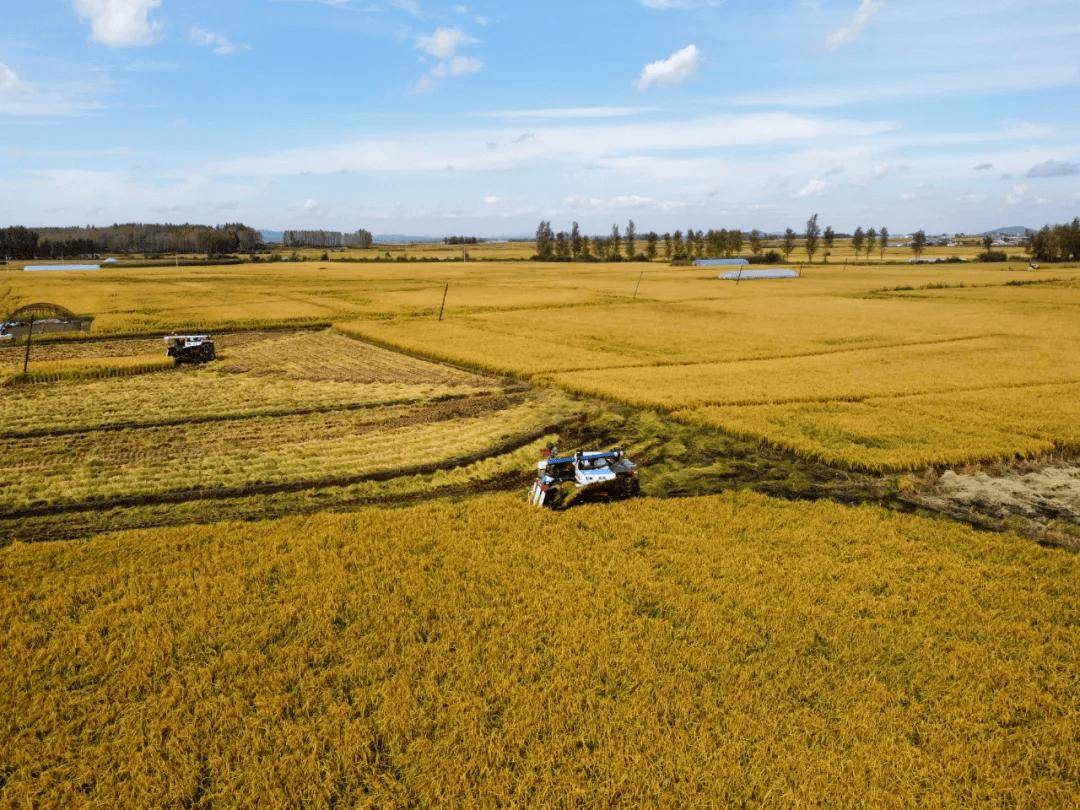 五常大米的产地,位于黑龙江省南部五常市,坐落在北纬45度黄金水稻种植