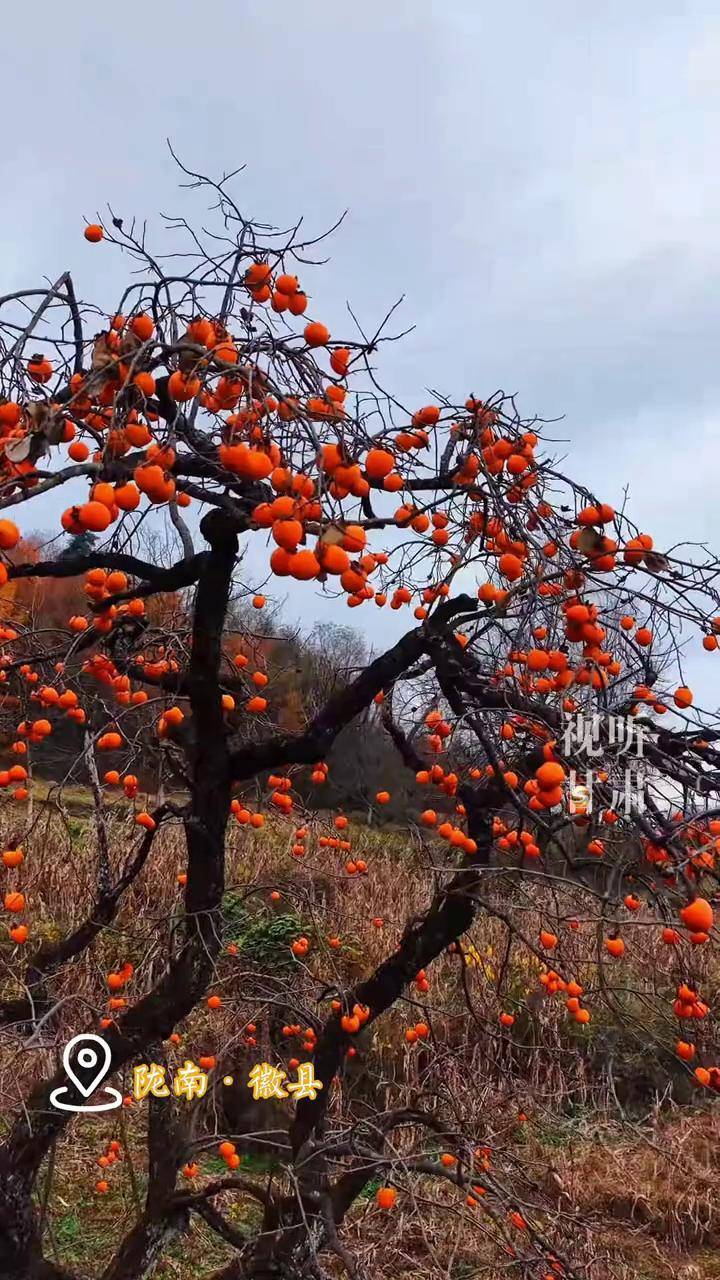 如今它又红了……天冷了,在外的游子,今年你何时回家?