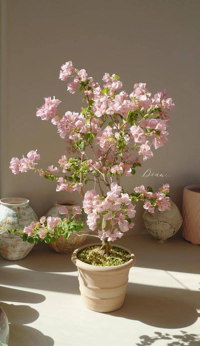 公认"开花漂亮"的12种盆栽,一盆在室"仙气四溢",治愈感十足