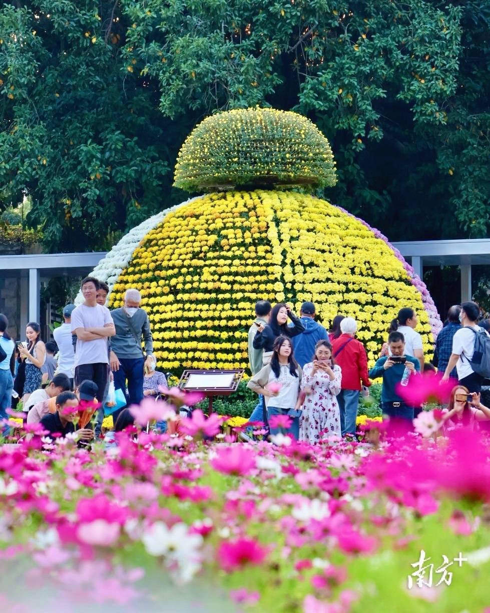 第65届羊城菊会16日开幕超8万盆鲜6686体育平台花亮相还有这些亮点看(图3)