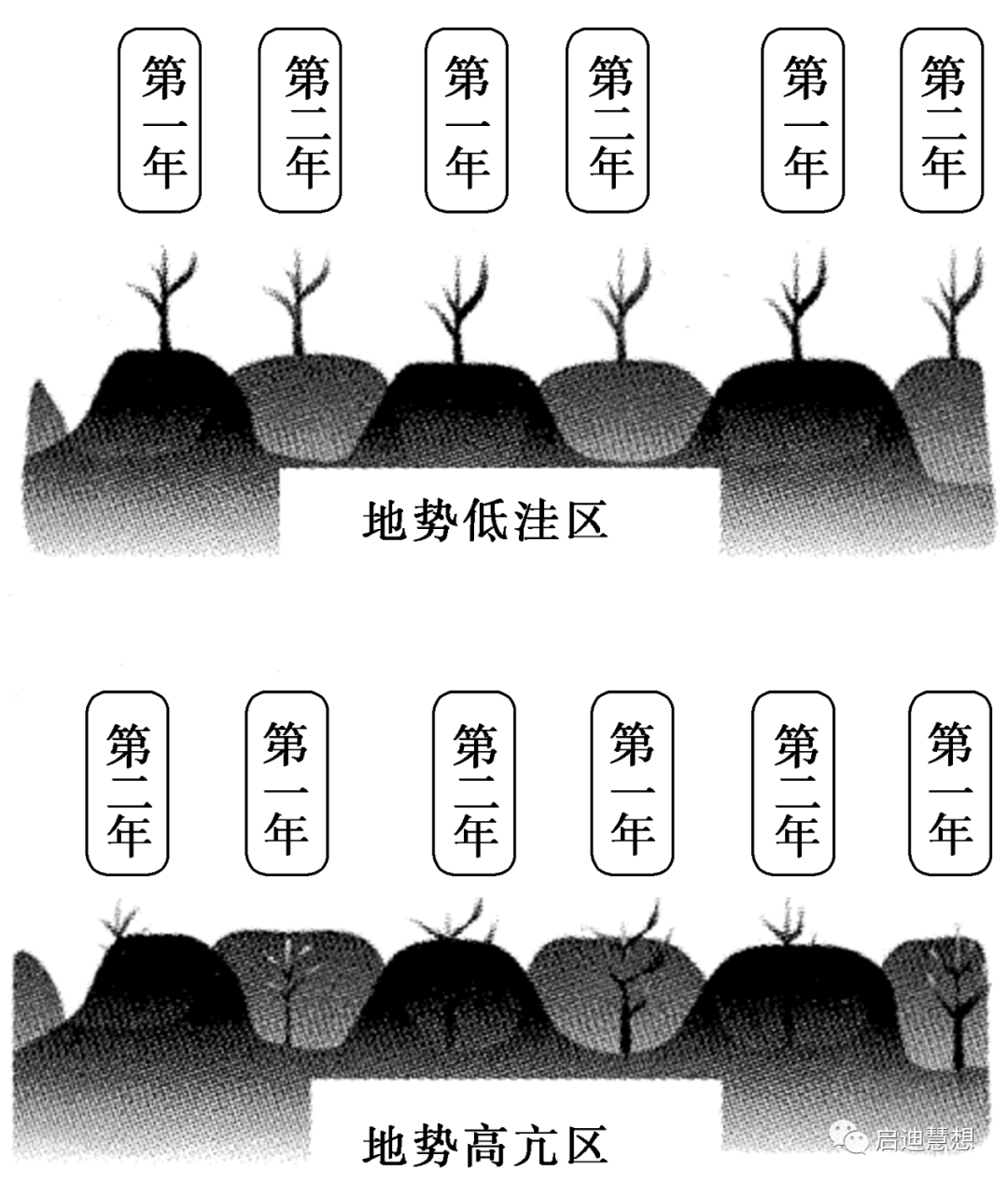【地理素养】垄作，畦作，畎亩，圳田，区田，铺砂，间作、垄作、套种、圩田、垸田、垛田、台田、熟制、套袋，地膜，铺石，农业知识大全！_栽培_作物 ...