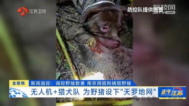 300斤大野猪被迅速捕猎!南京老山里有一队“野猪赏金猎人” 300斤大野猪被迅速捕猎!南京老山里有一队“野猪赏金猎人”