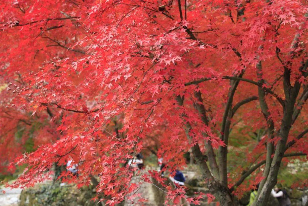 金黄银杏第一村,湘江大峡谷十万株枫叶林,美美住1晚千年零陵古城