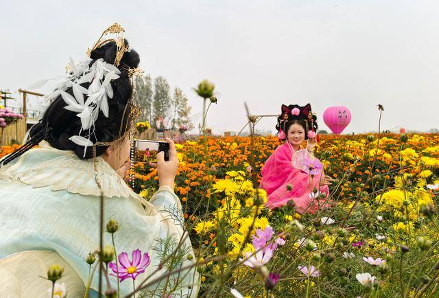 图必赢下载说驻马店种植驿城区菊花(图4)