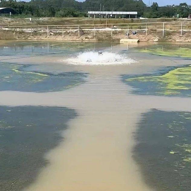 造成“浑浊水”的七大原因,你找到了吗?不同原因,对应不同处理方案_池塘_养殖_混养