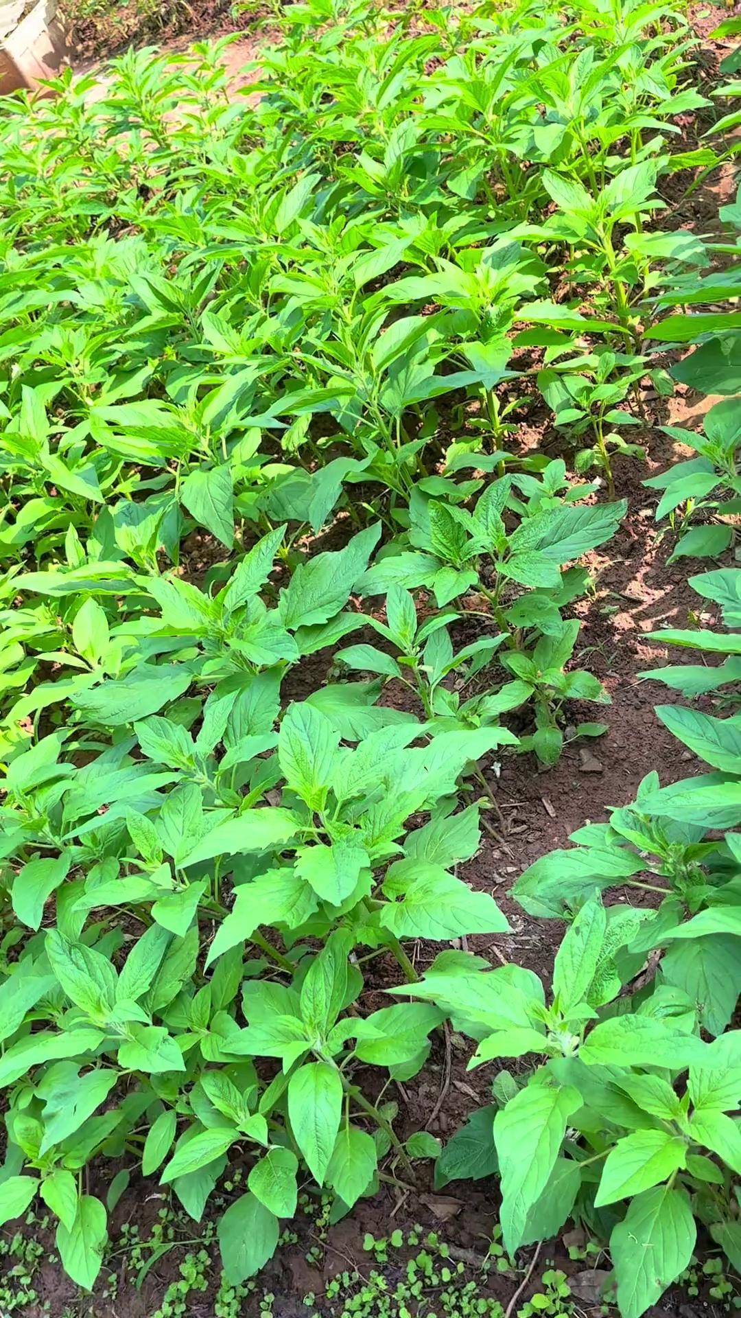 芝麻苗后除草剂 除草剂