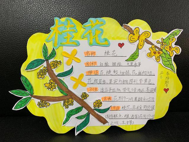 观察植物记录卡桂花(桂花树植物观察记录单)