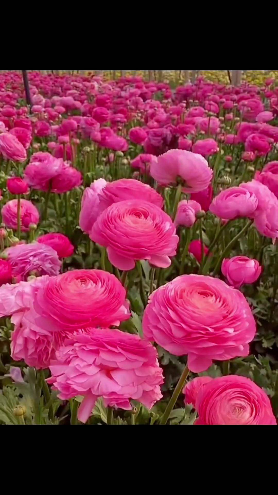 花毛茛 又叫芹叶牡丹,开花很像牡丹,非常漂亮,现在正是种的时候养花