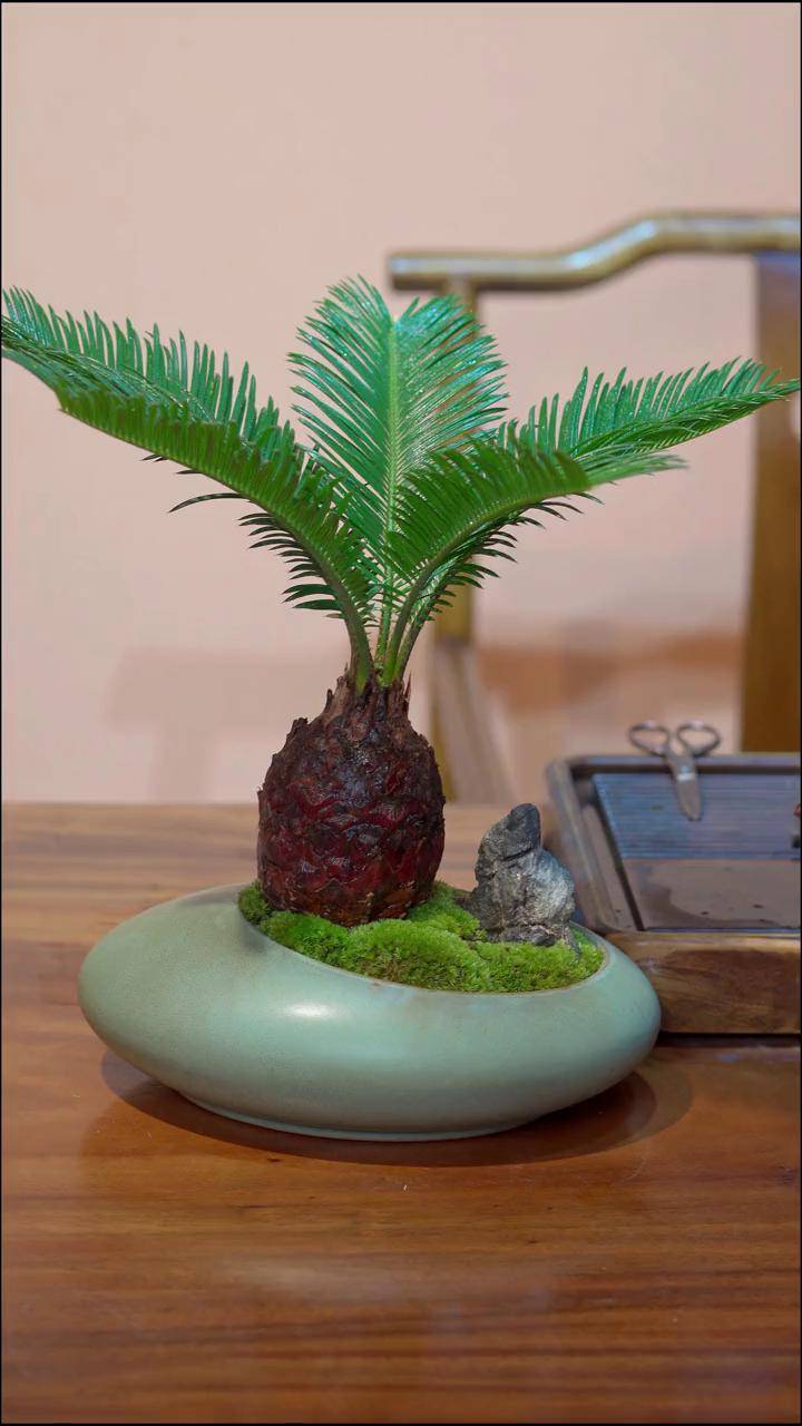 养不坏的老铁,百年开花花卉绿植 爱生活爱养花 室内盆栽 铁树 基地