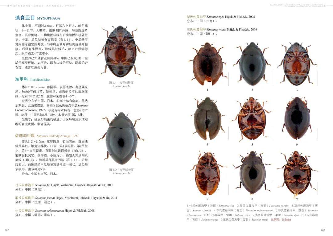 甲虫身体部位介绍图片