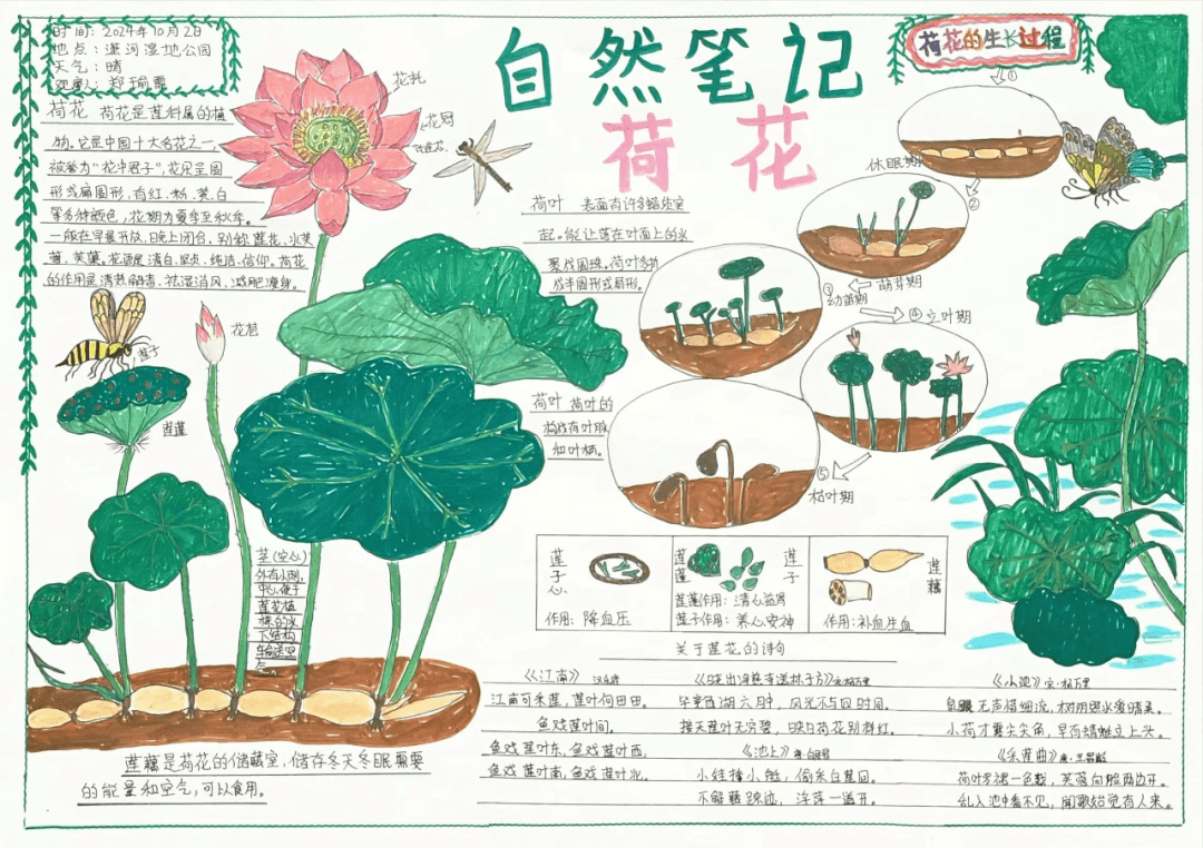 我的植物观察记录卡荷花(荷花观察记录卡怎么写300)
