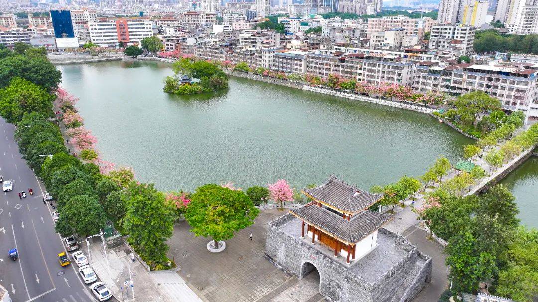 最佳观赏期到了!鳄湖公园浪漫"粉"出圈