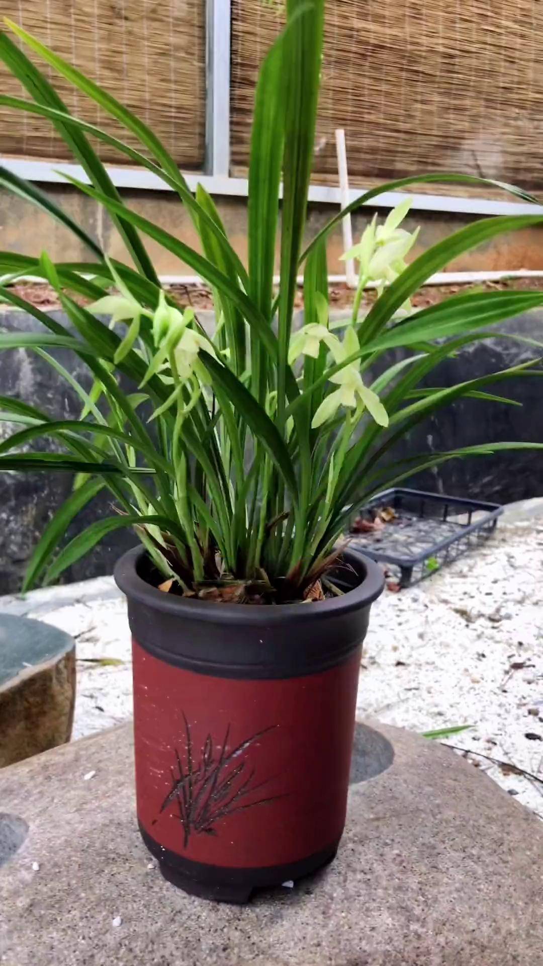 建兰仁化白素心花兰花 dou是种植家 养花