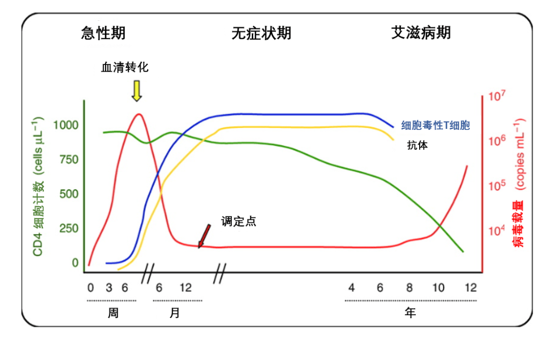 hiv浓度与t细胞关系图图片