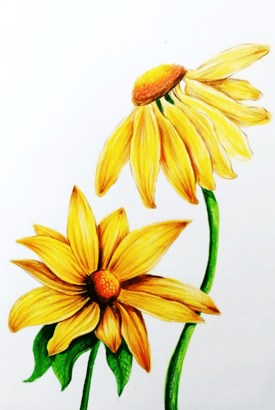 画出两朵魅力十足的彩铅金色雏菊 风景画