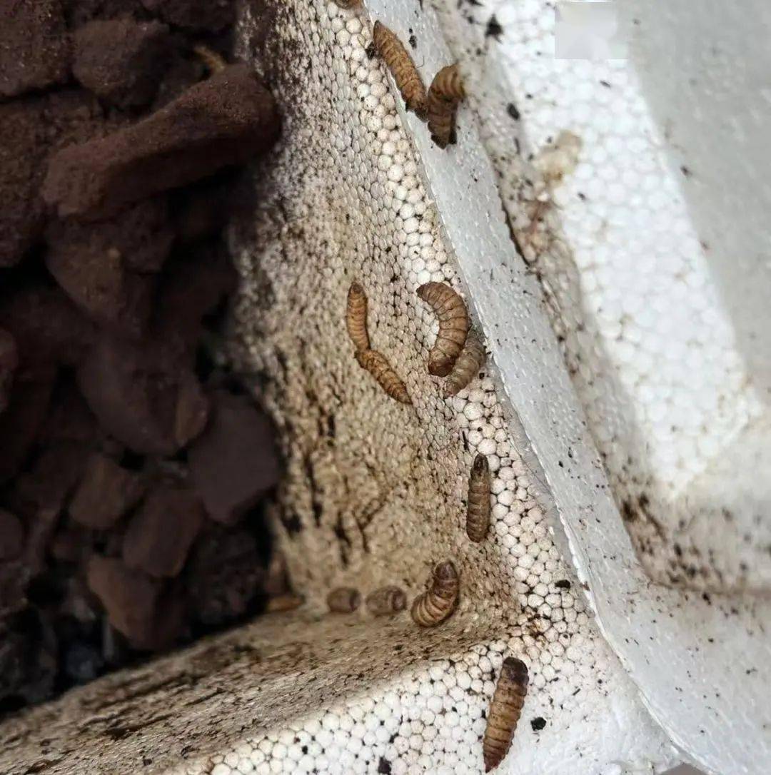 我的垃圾堆里长出了"蛆",你跟我说是大好事?