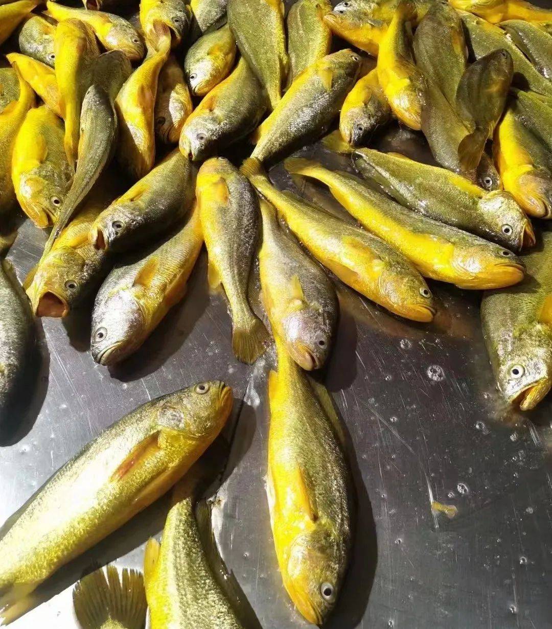 色泽金黄,肉质鲜嫩,口感鲜美,渔味十足,味你而来
