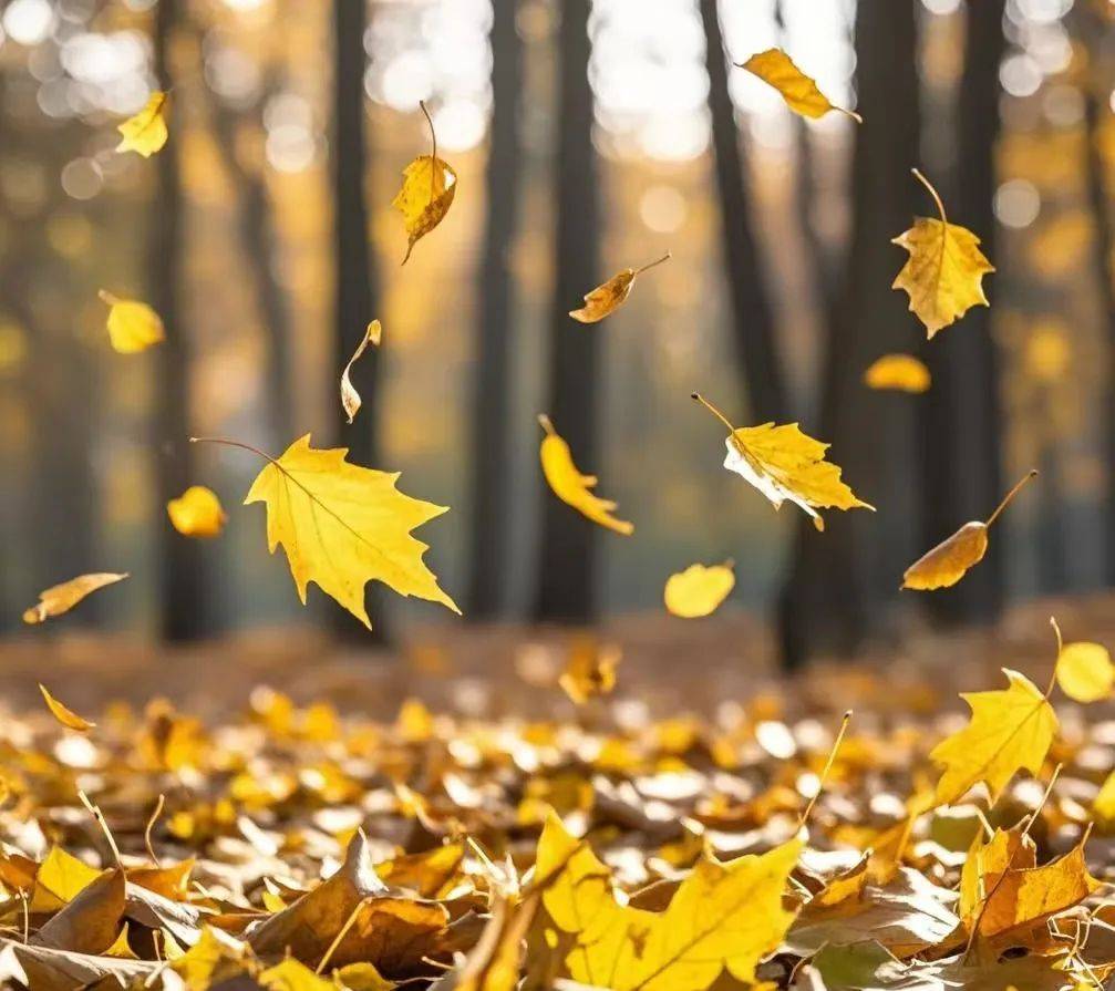 秋日私语,落叶的诗篇