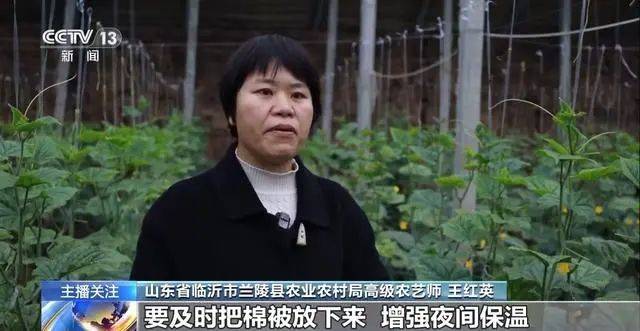 华体会网址蔬菜也要盖棉被寒潮下蔬菜如何稳产保供？