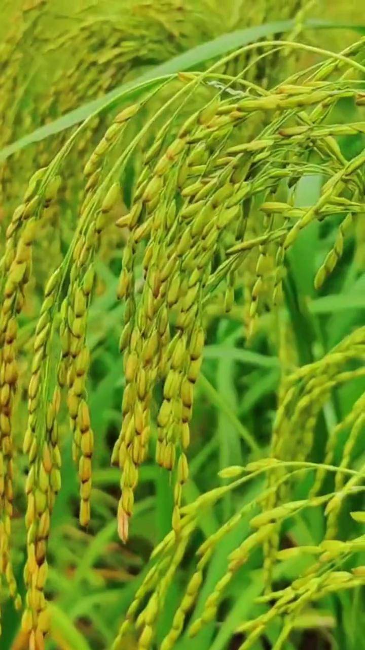 没有几个人见过这传承千年的旱稻吧!服务三农支持三农 助力三农