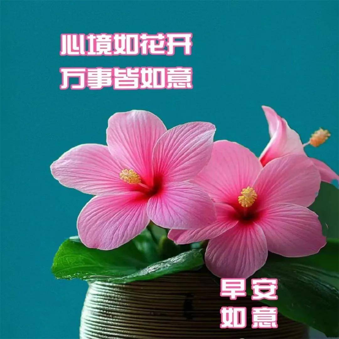 日最漂亮早上好动态表情图片大全,早晨好动图美图大全