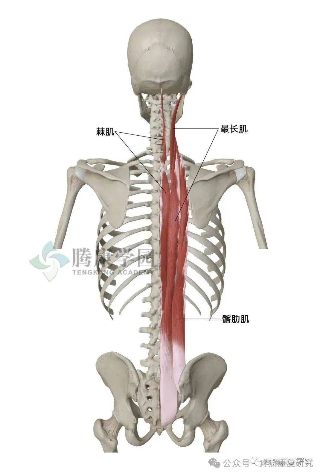 从解剖学角度看,脊柱周围的肌肉,韧带等软组织在维持姿势稳定中起着