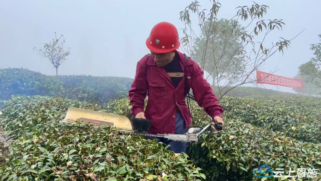 利川：27万余亩茶叶种植基地提质增效！11.2万群众增收_茶园_忠路镇_毛坝镇