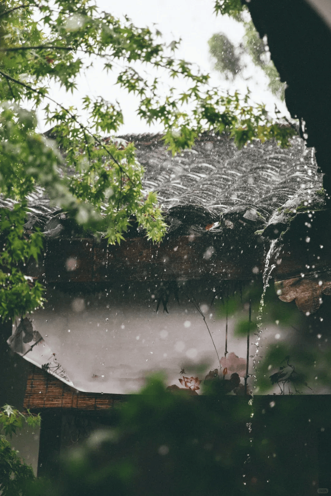 墙头雨细图片