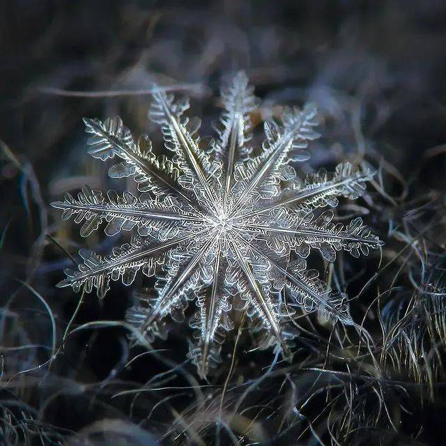 雪花放大一亿倍图片