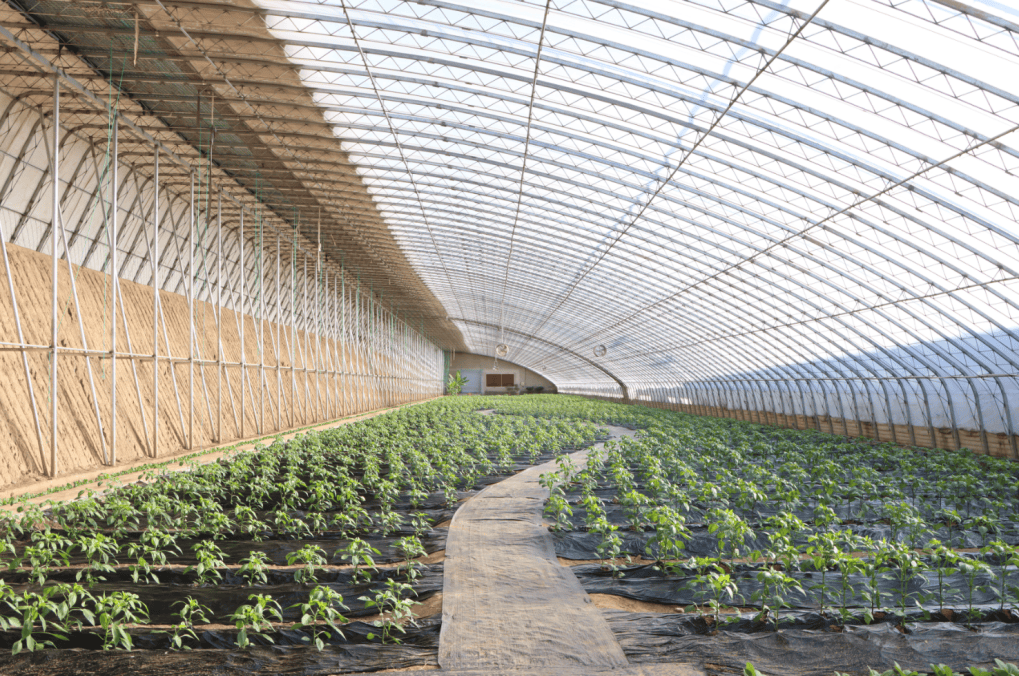 延庆"大棚蔬菜"采收忙