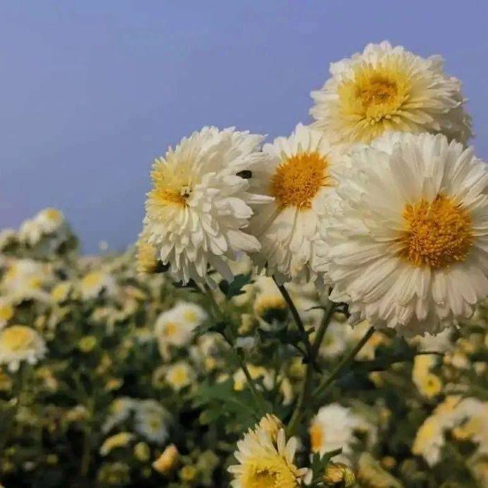 皖美冬日丨万亩滁菊绽放_滁州_清香_菊花