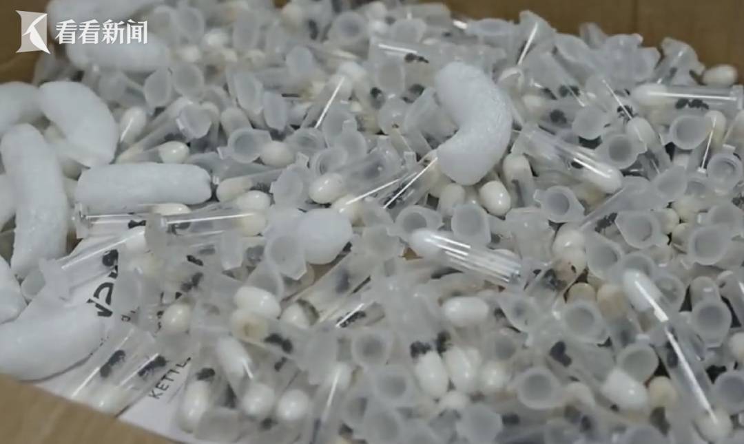 事发上海浦东机场!海关打开装有电水壶的箱子,竟发现979只活体蚂蚁 事发上海浦东机场!海关打开装有电水壶的箱子,竟发现979只活体蚂蚁