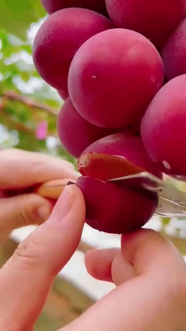 等到了,无籽无核,果肉质紧实 娇脆嫩多汁,一口下去绝了 新鲜应季水果