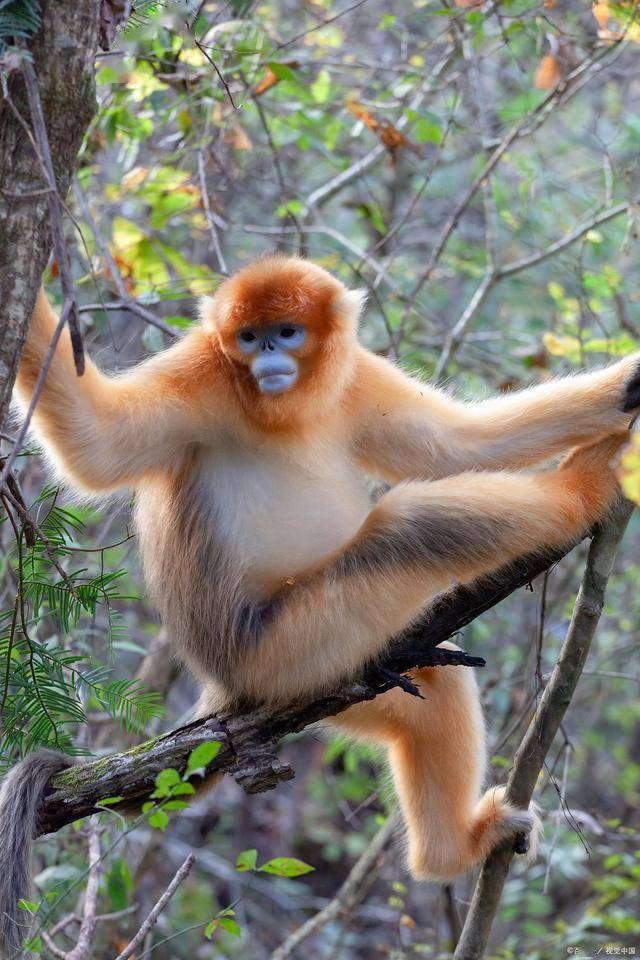 滇金丝猴国家公园:探秘"雪山精灵"的灵动瞬间