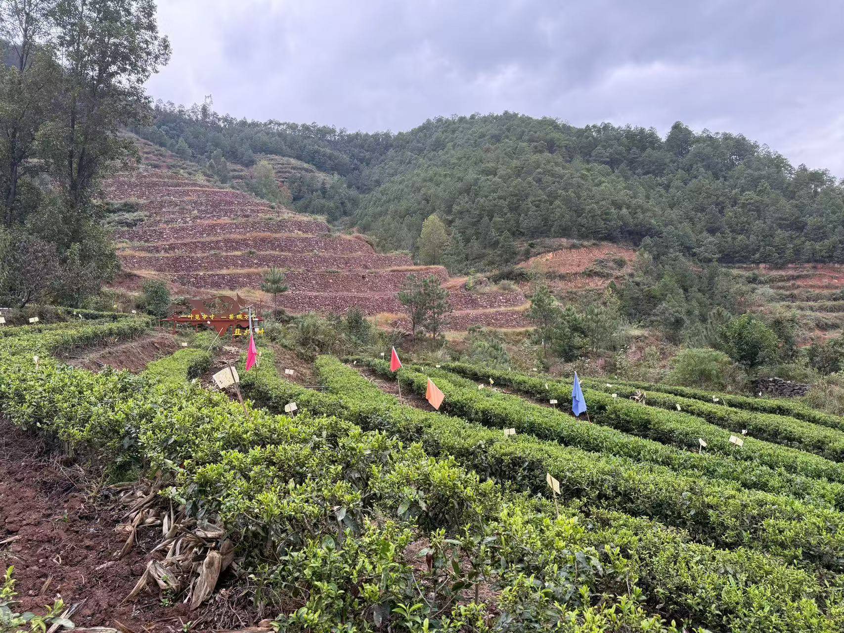 美嘉体育app大凉山飘出茶叶香味道为啥不一样？ 共同富裕中国行