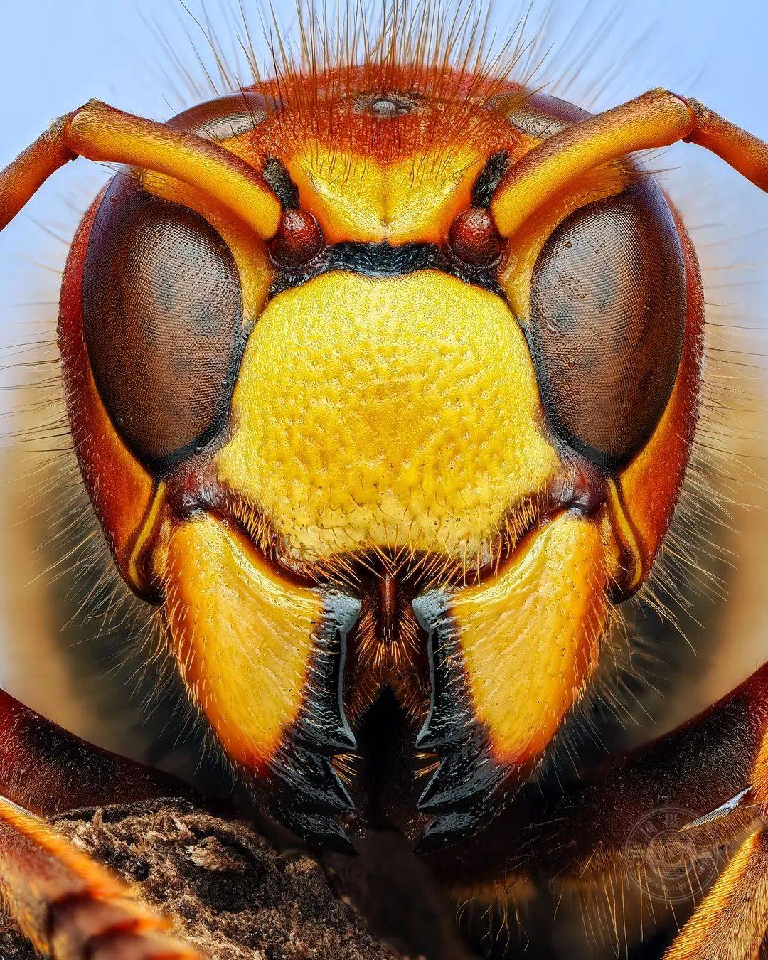 专业组 | 2024年ipa国际摄影大奖赛