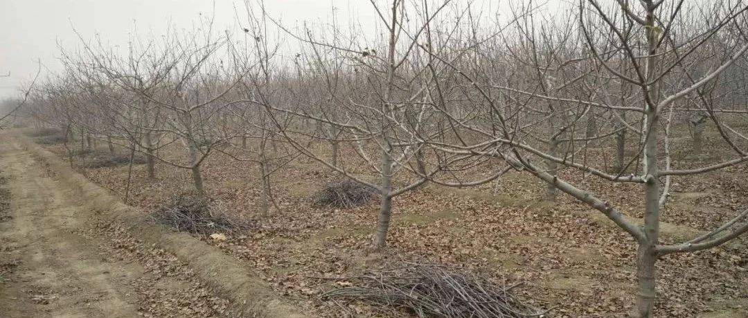 又是一年冬剪时,修剪口诀要牢记_剪树_条子_调整