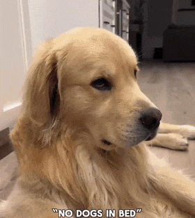 网友养狗前不理解为什么要用推车推着狗,直到养了柴犬后恍然大悟