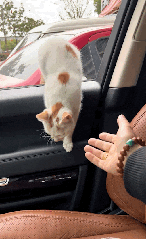 猫咪跳进豪车后过上少爷生活,网友:"比我那恋爱脑闺蜜会挑!