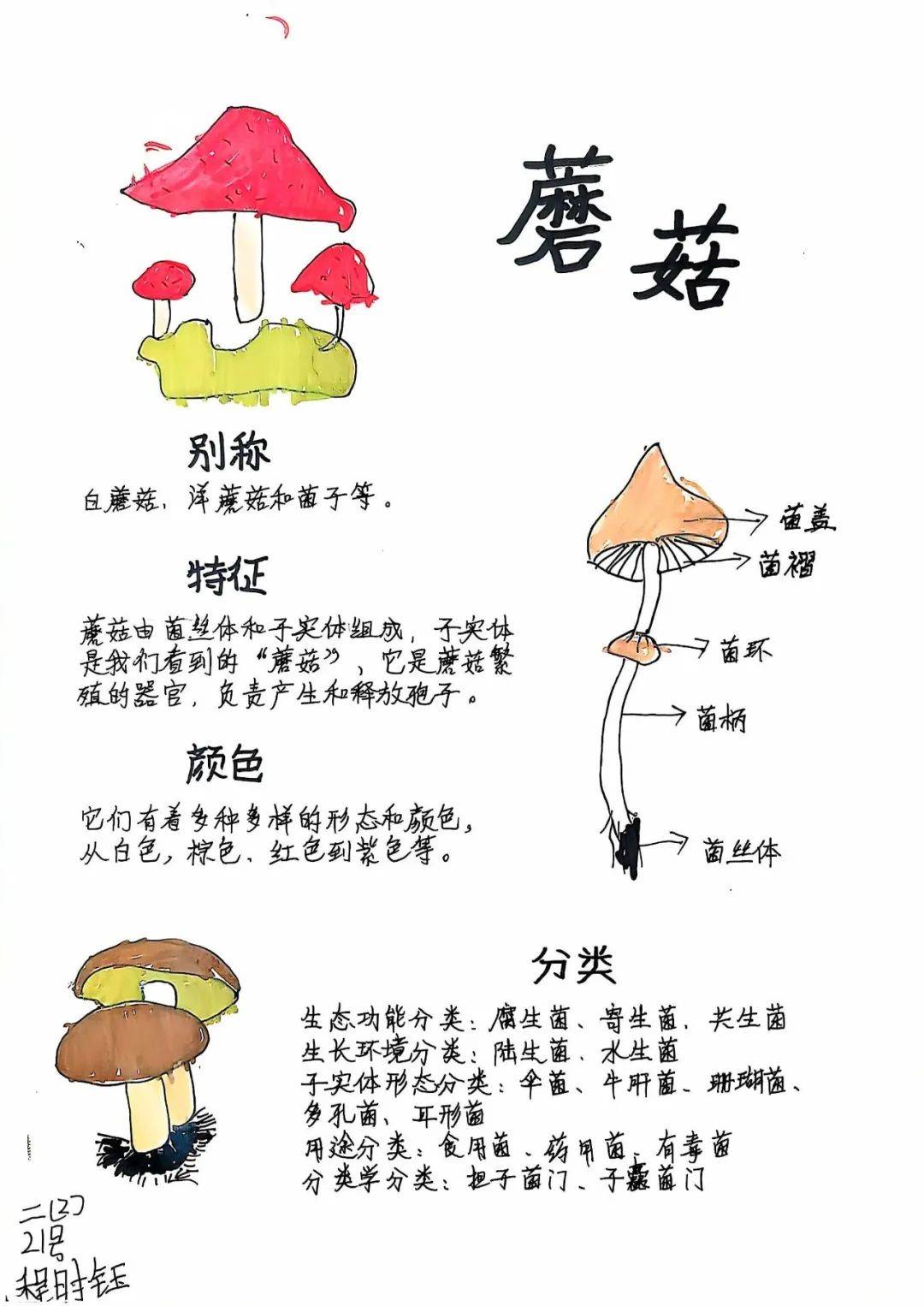 从出芽到生长速度的变化,再到形态的不断演变,孩子们都一一记录在观察
