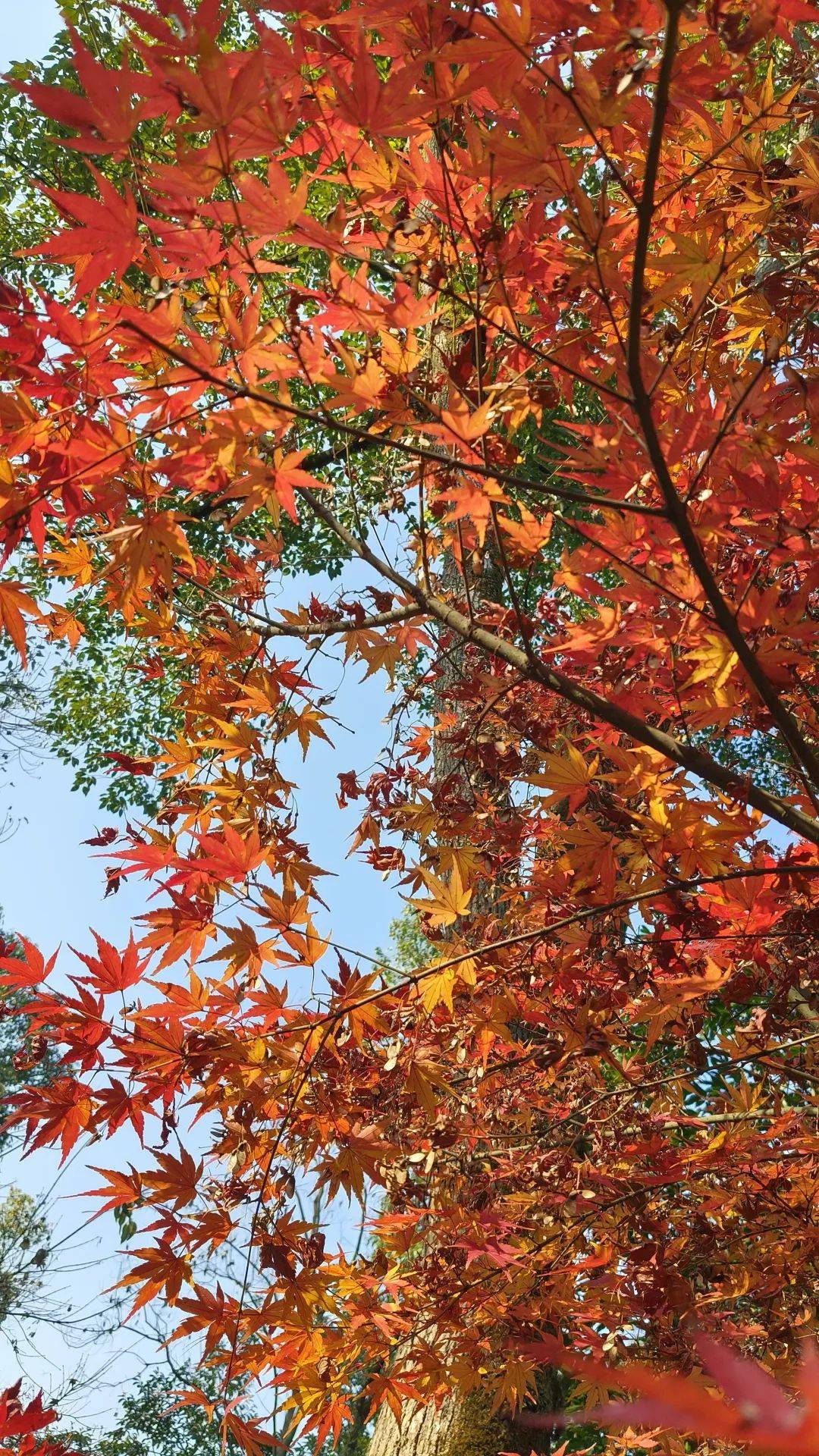 【影画湘西】吉首花果山红叶似火