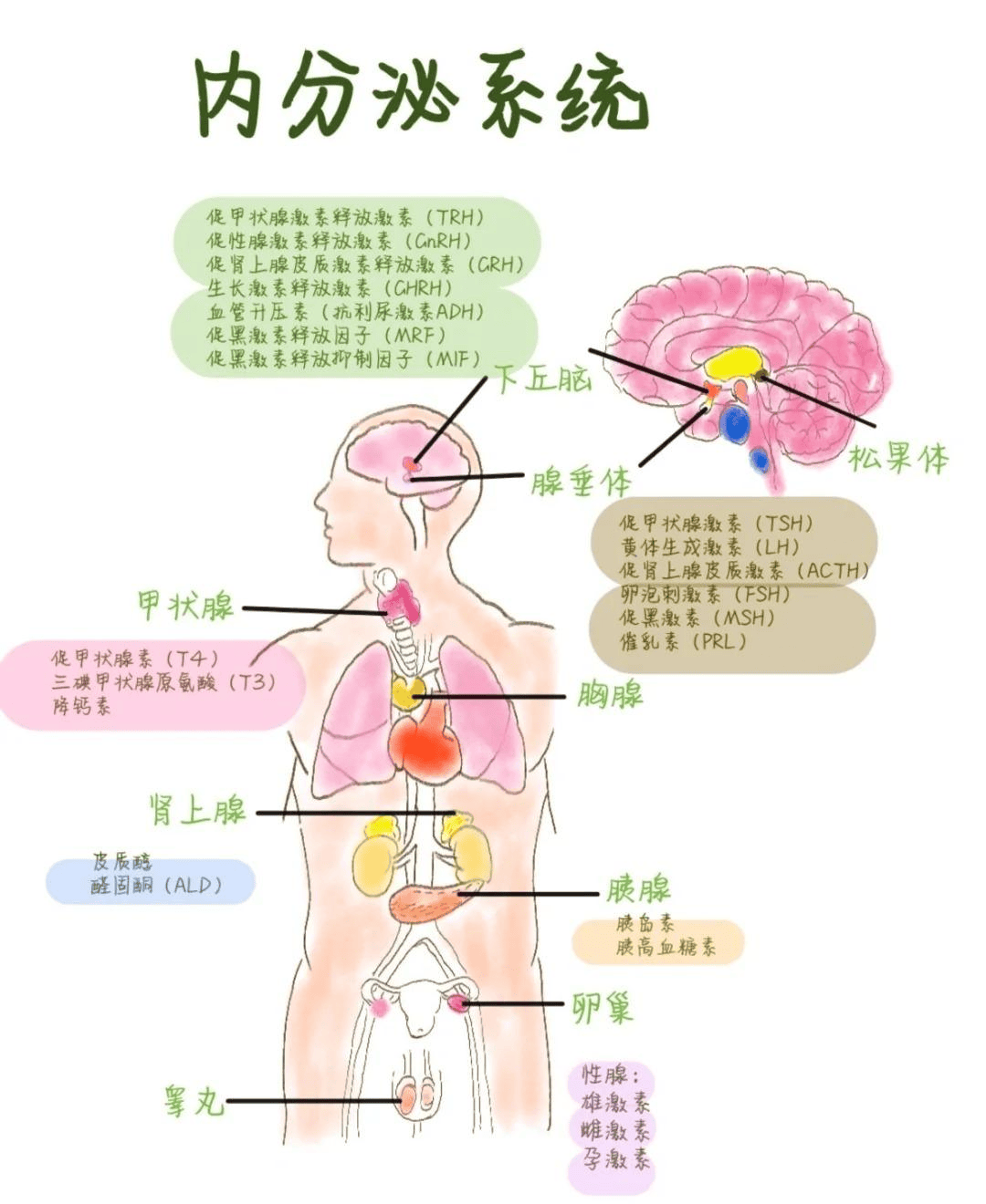 松果体的准确位置图图片