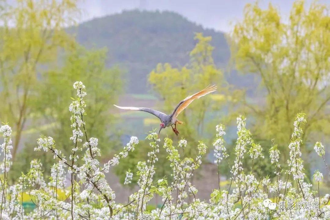 【陕南春色丨开往春天的列车】3月汉中油菜花、凤堰古梯田、洋县朱鹮、红腹锦鸡生态风光摄影团