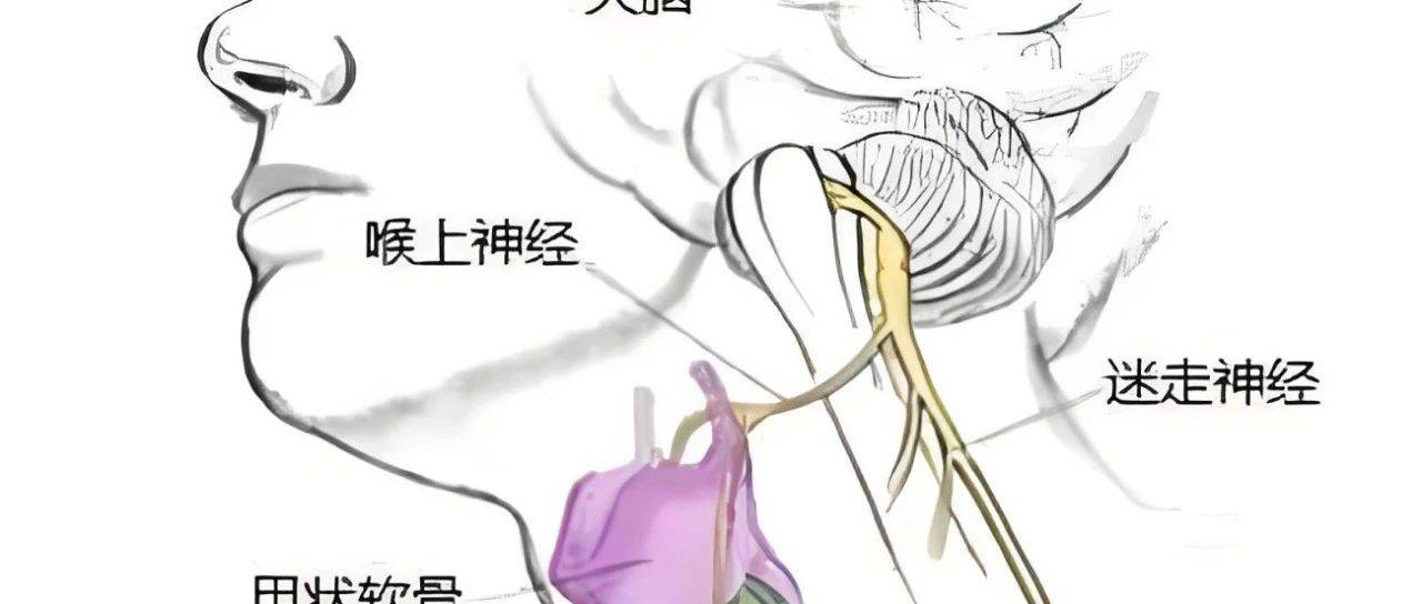 迷走神经:脑部最长神经,是身体平静的“开关”_调节_功能_分支