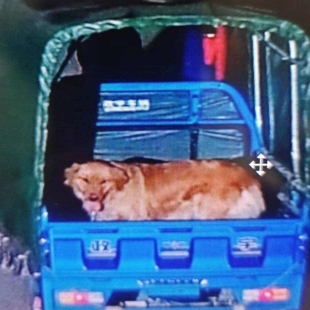 离谱！昆明一男子偷狗，竟是为了……_孟某_审讯_爱犬