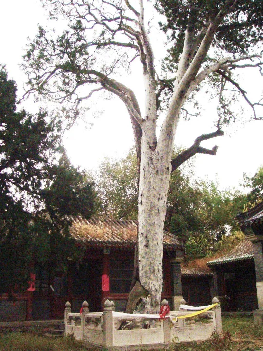 见证石景山时代发展和变迁的白皮松