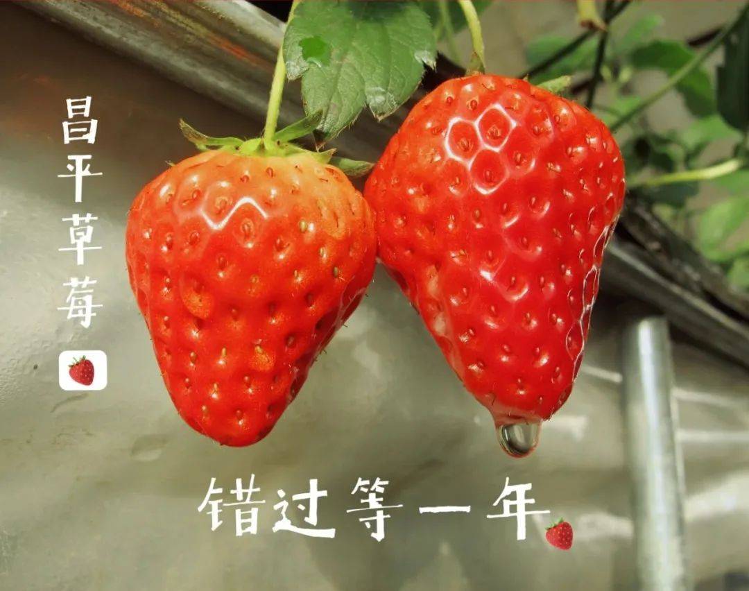 开云体育下载尝鲜儿｜冬天的快乐是昌平草莓给的(图5)