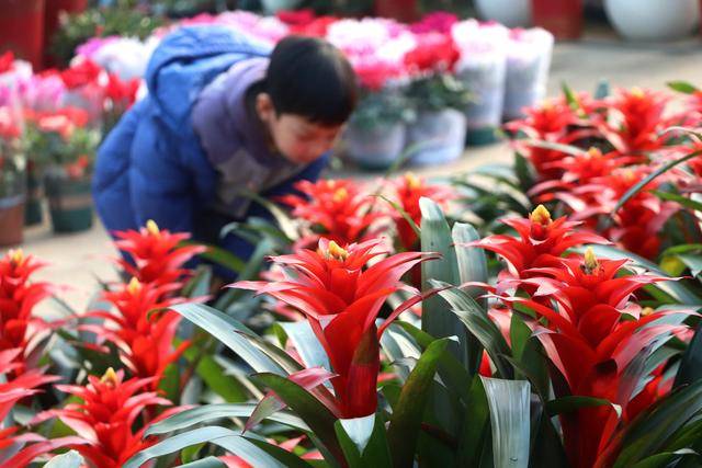 6686体育入口新年临近 花卉俏销(图6)